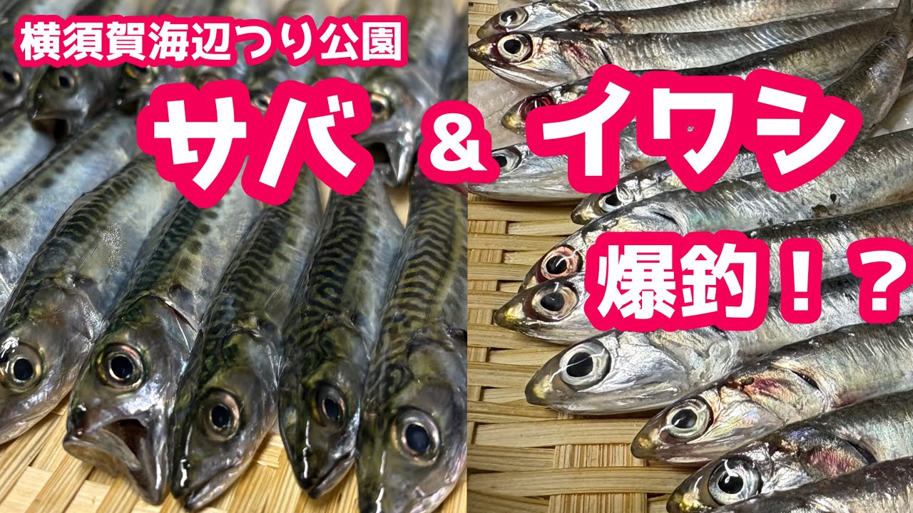 Breaking News] Huge catches of sardines and mackerel at Yokosuka