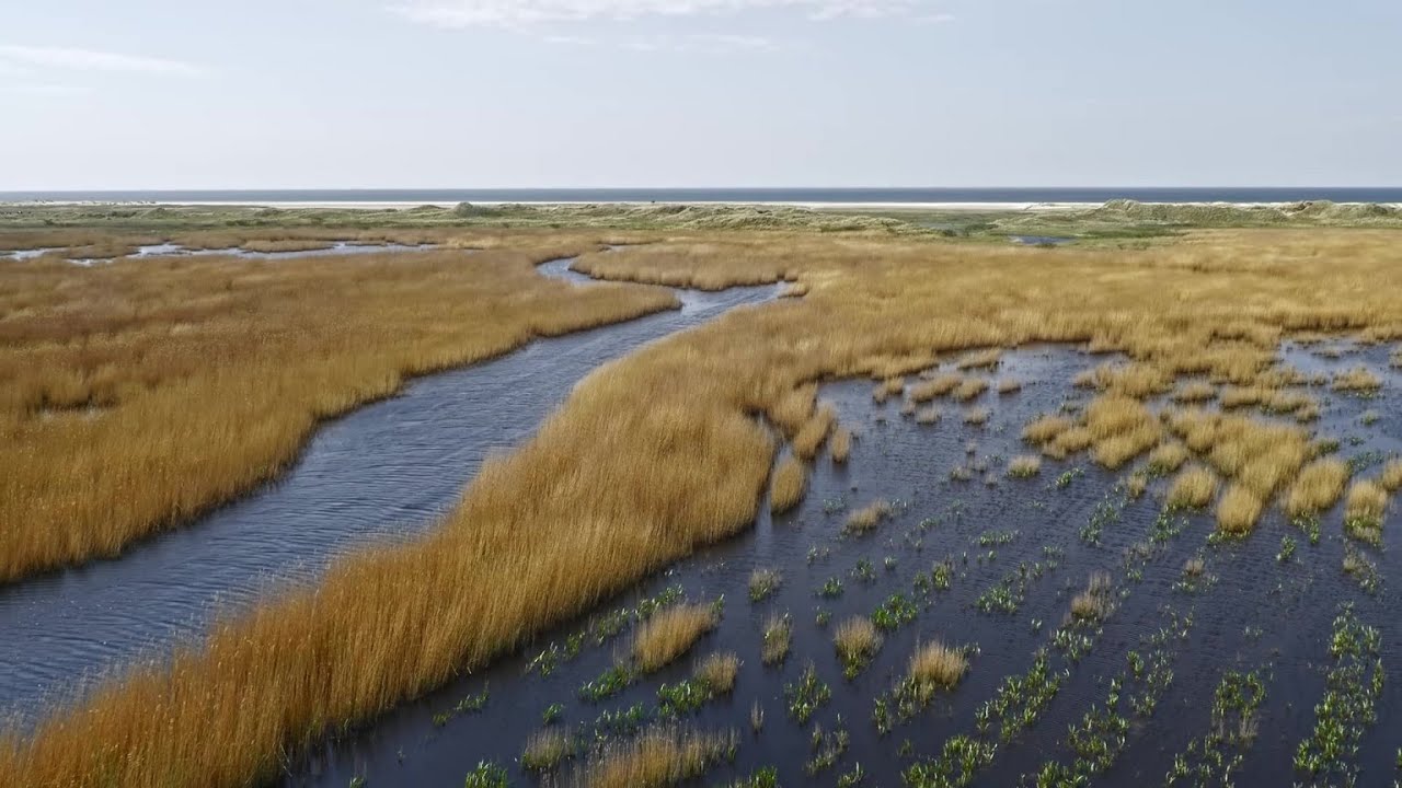 Saltmarsh and co-benefits – Dr Angus Garbutt, CEH – Blue Carbon ...