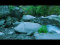 Flowing Water Sounds to Calm Your Mind under the Trees – Calm Your Mind