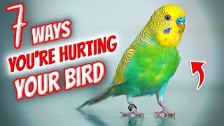 7 Ways You're Hurting Your Bird Without Realizing