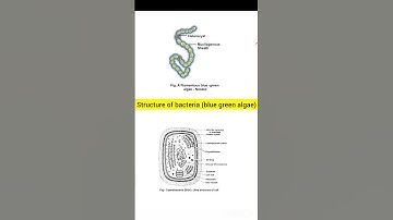 Structure of cyanobacteria (blue green algae) | neet biology | class 11th biology | @inditeaching