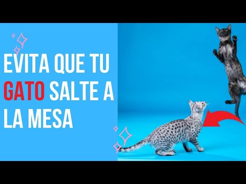 Video: ¿Todos los gatos s altan sobre los mostradores?