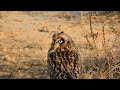 Short Eared Owl Head Turning 360 Degree