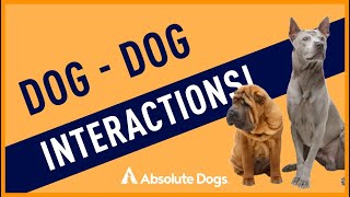 Information Dog Dog Interactions Update
