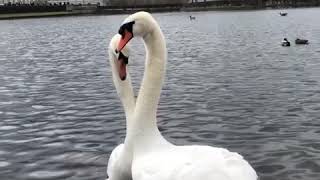 Paarung Der Schwäne