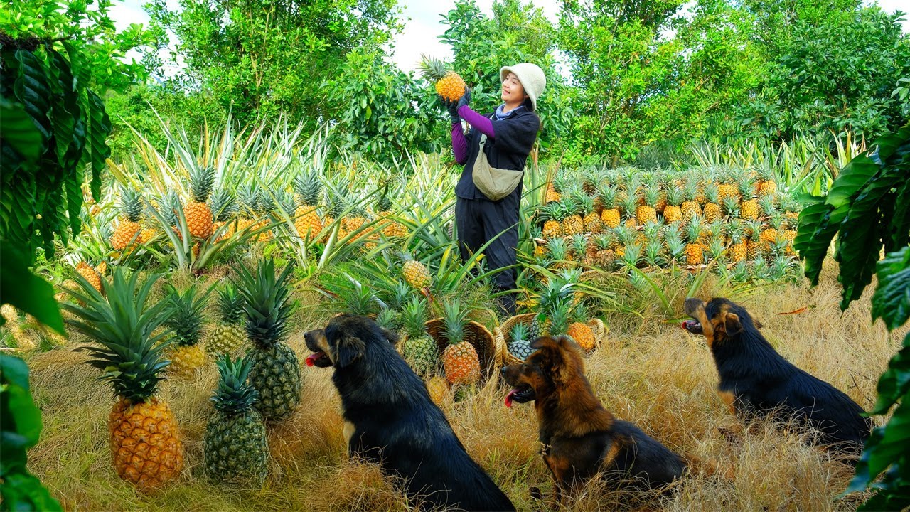 Harvest Pineapples To Sell At The Market, Care For Farm Animals, And ...