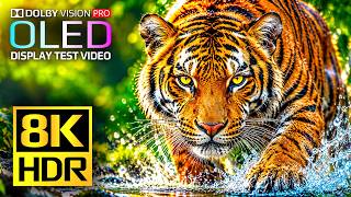 OLED Display Test - Dolby Vision HDR 8K 120 FPS (4K Video Ultra HD TV)