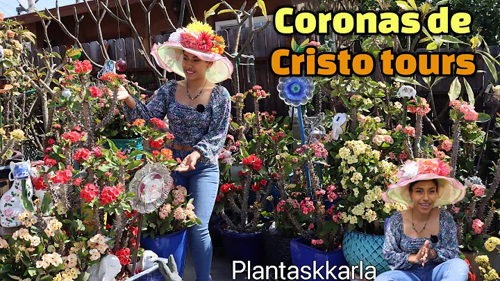 GUILLERMINA   NOS SORPRENDE CON SUS CORONAS DE CRI...