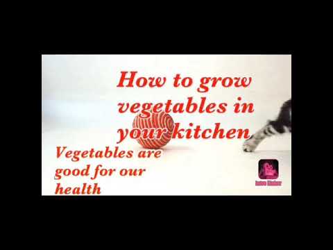 How to grow vegetables in your kitchen!!!! 