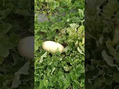 Выращивал дыню, сорт