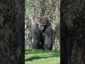 Gorilla Boys 🦍