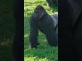 Gorilla Boys 🦍