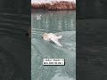 Don't f**k with swans 🦢