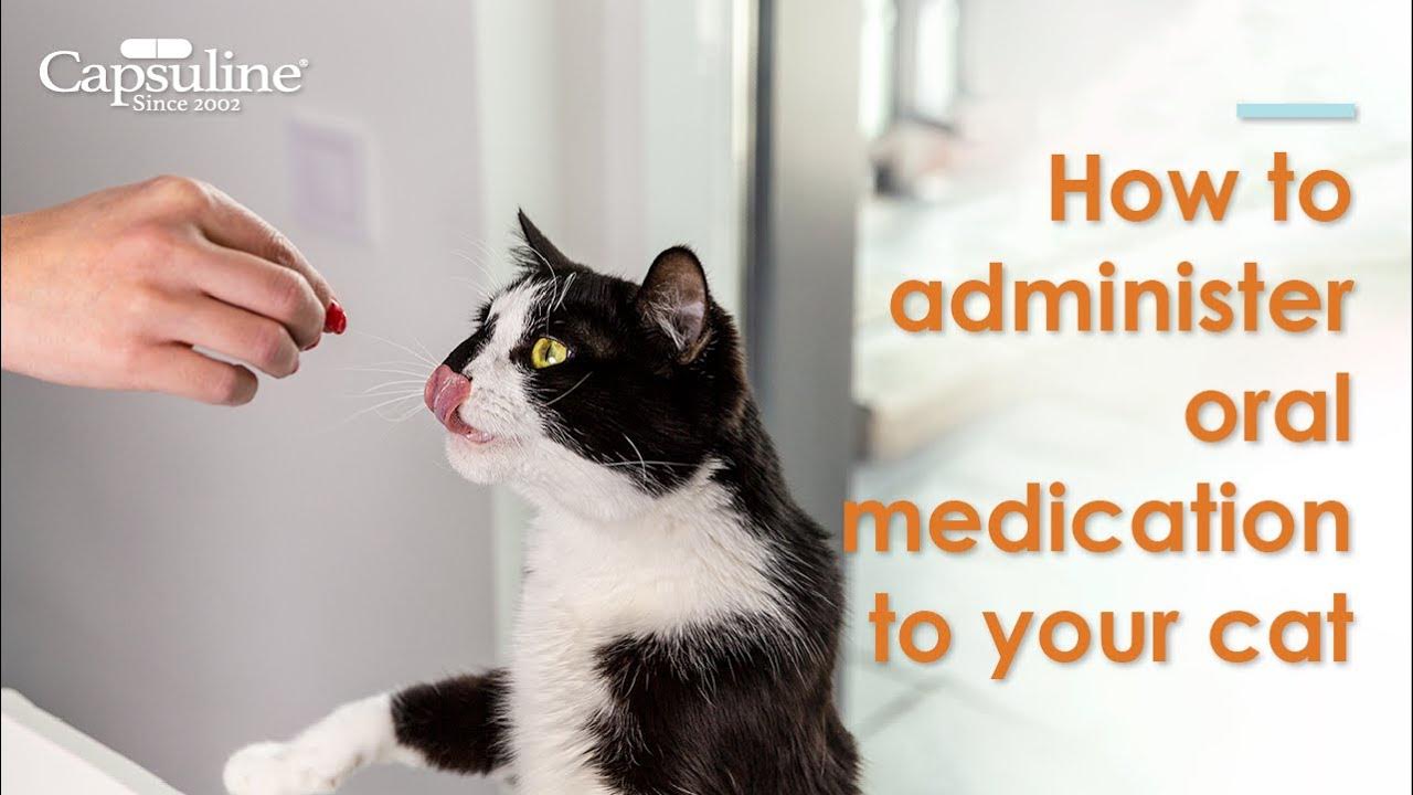 How to administer oral medication to your cat YouTube