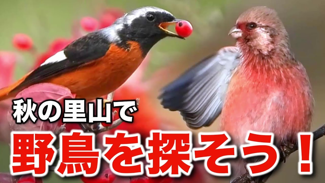 The delightful world of wild birds! A delightful story about the