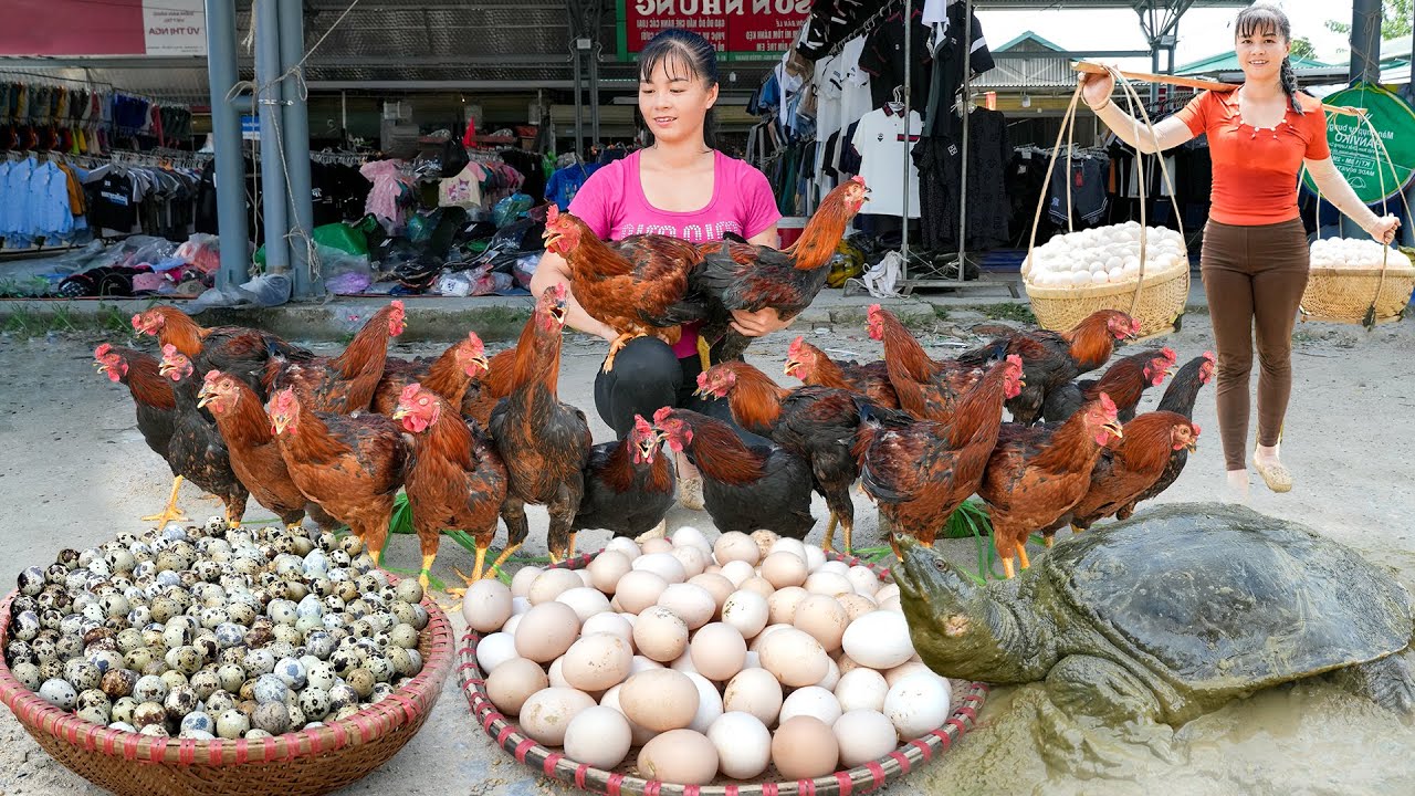 REWIND TIMELAPSE --368 Days Harvest Many Chicken, Eggs, Big Turtle,...Go To Countryside Market Sell
