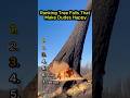 Ranking Tree Falls That Make Dudes Happy