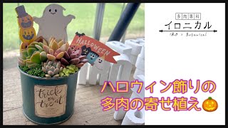 寄せ植えハロウィン飾りの多肉の寄せ植え多肉植物