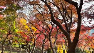 IMG 0436 京都八瀨楓葉 20251201
