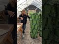 Greenstalk Giveaway Winners!