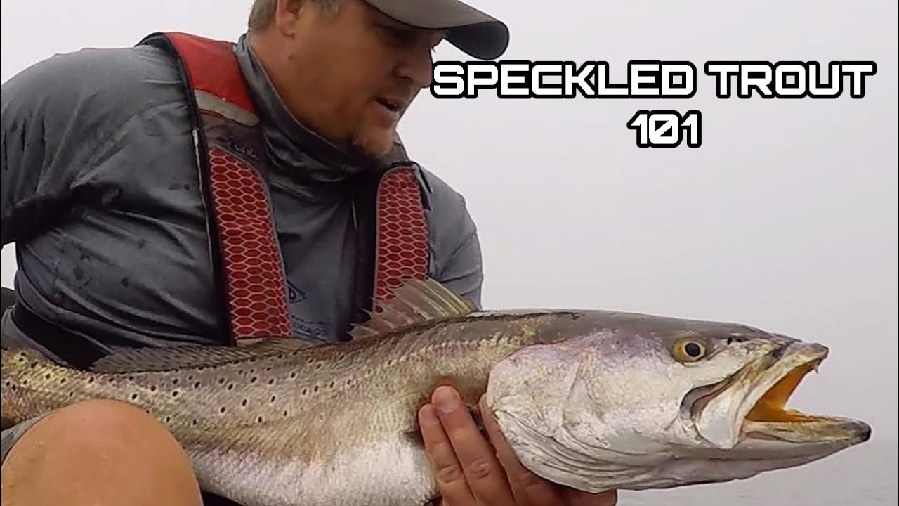Catching Trophy Speckled Trout ** SPECKLED TROUT 101 **