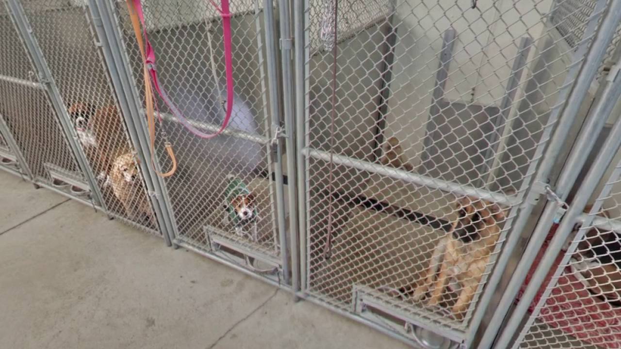 Canine College Holbrook, MA Kennels YouTube