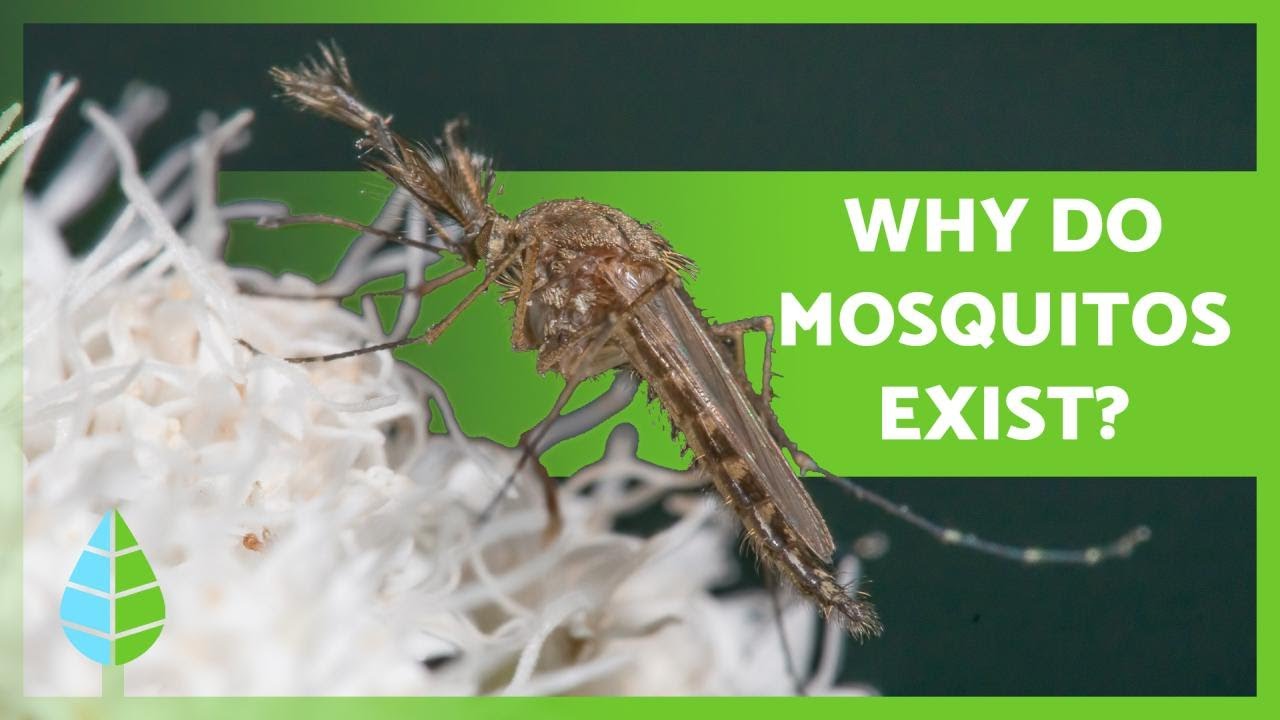 WHAT ARE MOSQUITOES USEFUL FOR? 🦟 (Functions and Importance) YouTube