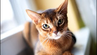 10 Pros and Cons of Owning an Abyssinian Cat