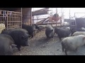 Ferma de porci Mangalita si Vietnamezi.. Ovidiu ALBA-IULIA ,Paclisa , Iasomiei nr 12