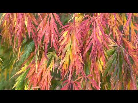 Acer Viridis, autumn color delight