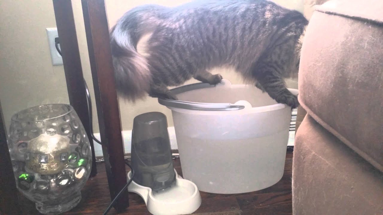 Funny Cat video "pees" in water bowl YouTube