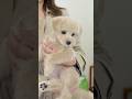 Ways to Make It Look More Puppy-Like / パピーっぽくなるカット #shorts