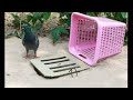 ハトとうずらはお隣さん