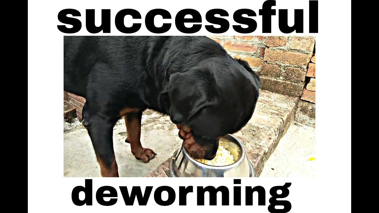 Dog Successfully Deworming Live Prof Information In Hindi YouTube