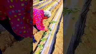 Effective Method for Planting Sweet Potato Seeds Using Special Planting Tools