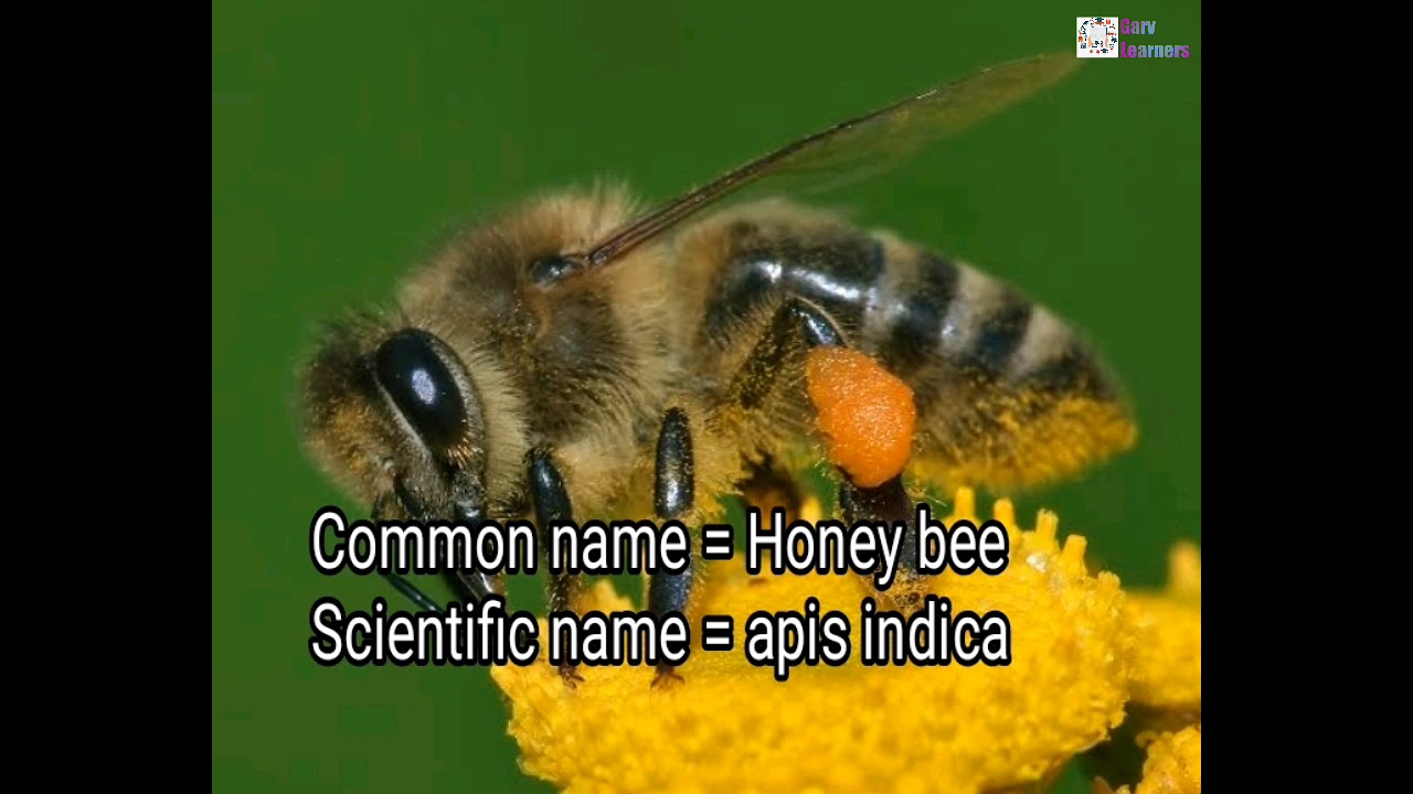 Scientific name of honey bee YouTube