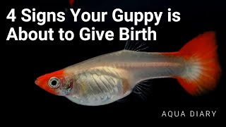 How to Tell Pregnant Guppy Fish About To Give Birth