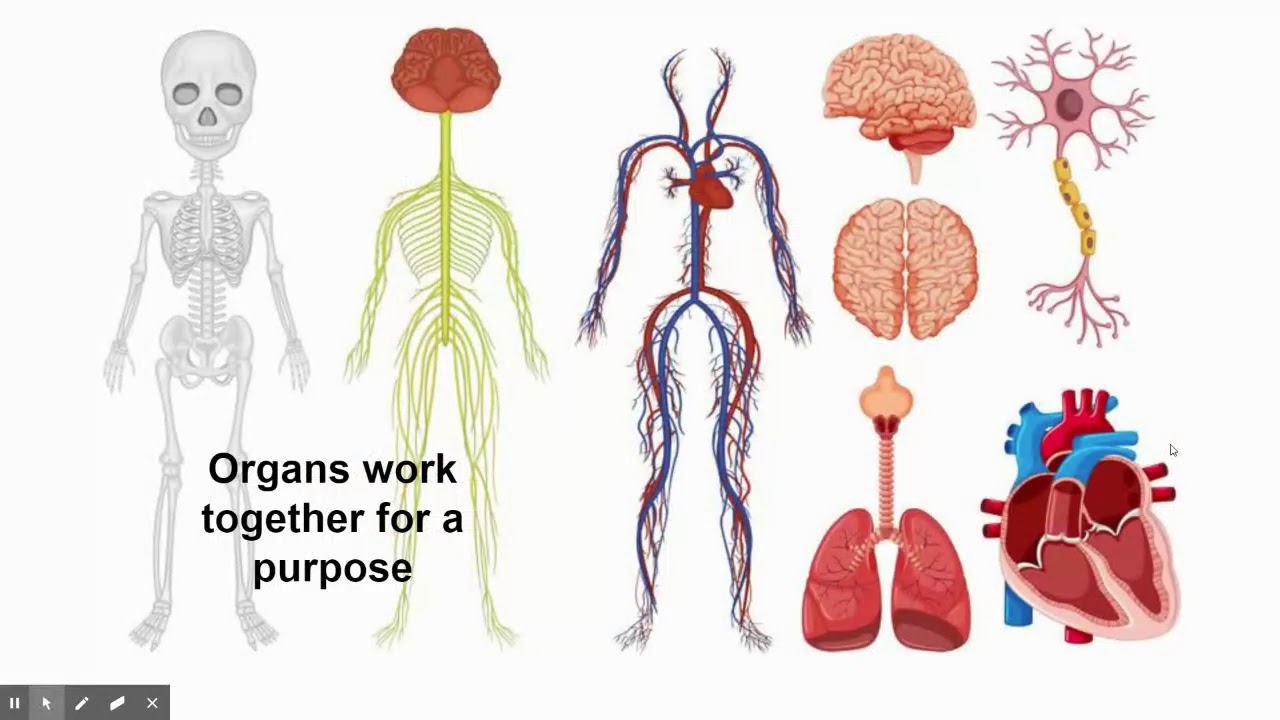 10/12 intro to body systems YouTube