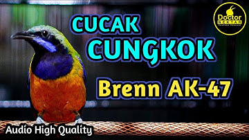 CUCAK CUNGKOK BREN AK-47 ISTIMEWA, SPEED RAPAT COCOK UNTUK MASTERAN CENDET MAUPUN MURAI BARU
