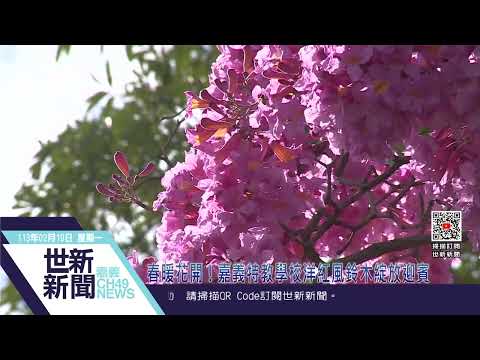 世新新聞 春暖花開！嘉義特教學校洋紅風鈴木綻放迎賓