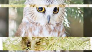 Owl #from night bird with special big eyes#