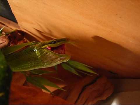 snake oil Green Red Tail Ratsnake