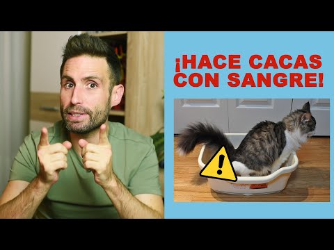 Video: ¿Qué causa la sangre en las heces de los gatos?