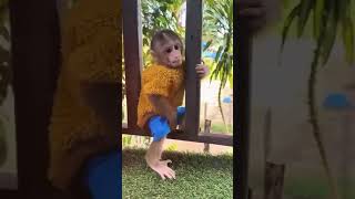 Monkey Madness: Too Funny to Handle!