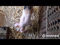 разница между вьетнамскими и простыми свиньями// корм для месячных поросят