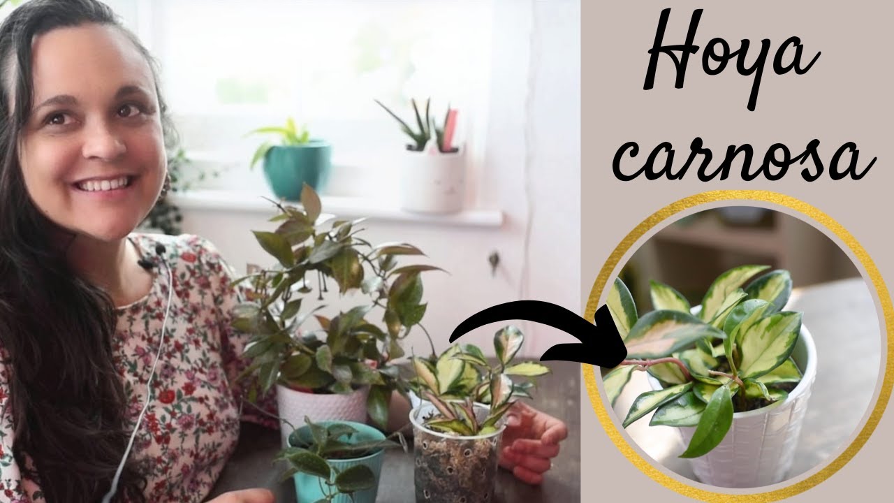 How to repot your new Hoya? Updates on my Hoya collection YouTube