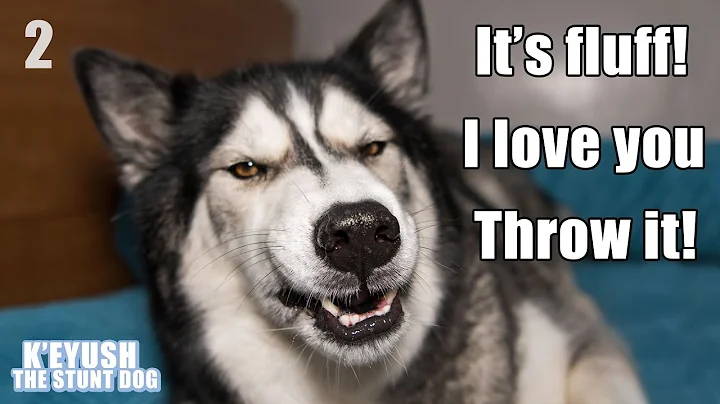 15 More Times My HUSKY Spoke Near Perfect English! Part 2!