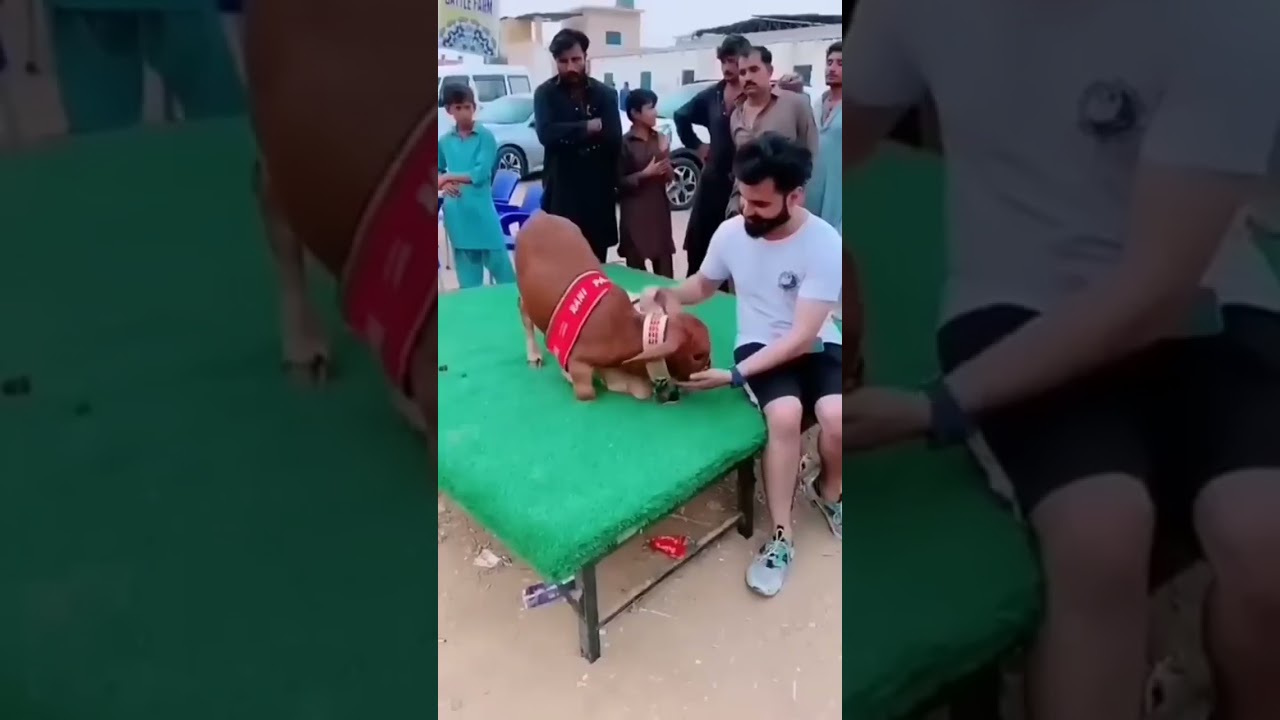 little cow||Subhanallah💗Anas Abdullah YT