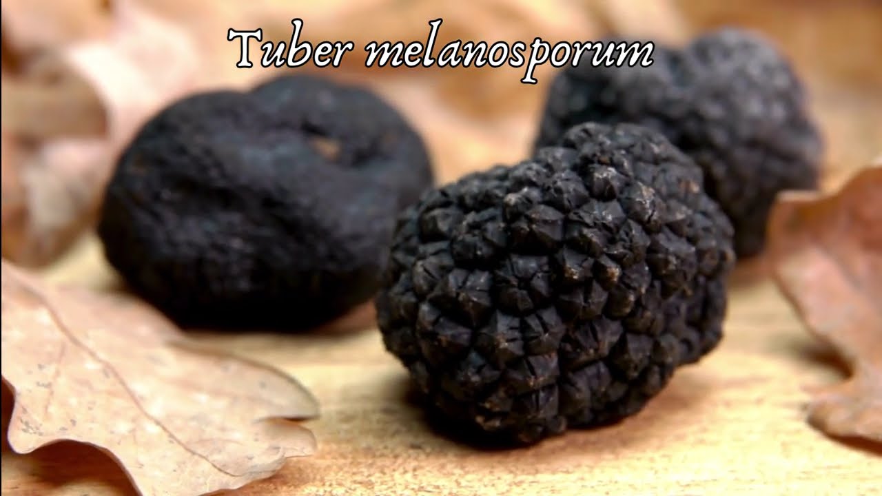 SETAS COMESTIBLES en NOVIEMBRE