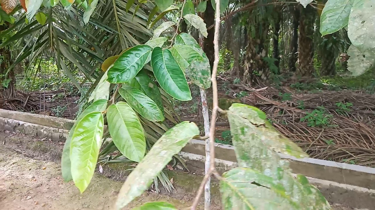 Sisi lain dari Pohon ULIN